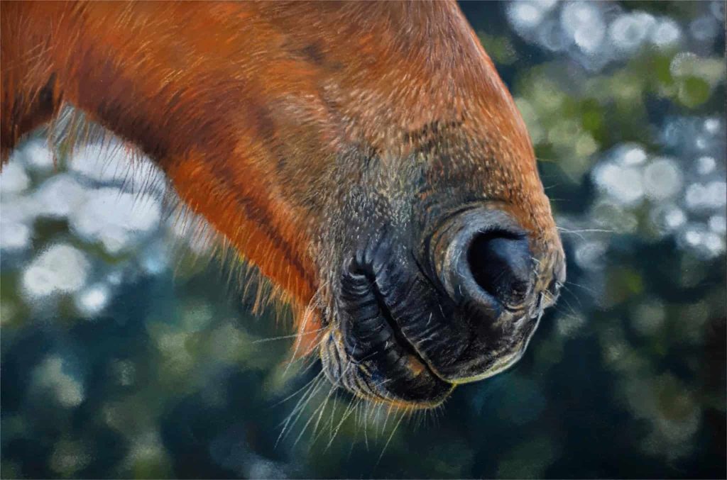 Teresa Seals Art - Exmoor pony muzzle