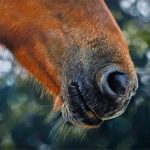 Teresa Seals Art - Exmoor pony muzzle