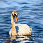 Teresa Seals Art - Mute Swan