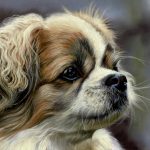 Teresa Seals Art - Tibetan Spaniel