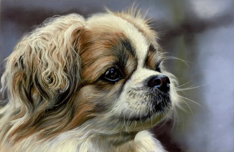 Teresa Seals Art - Tibetan Spaniel