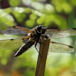 Four-spotted Chaser Dragonfly sitting on a branch
