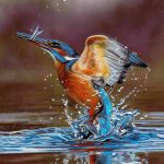 Painting of Kingfisher coming out of water with a fish