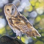 Barn owl seen against a bokeh background in soft pastel