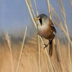 Bearded warbler on reeds