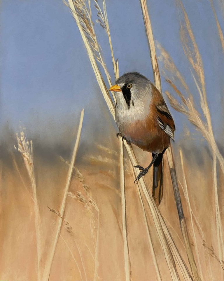 Bearded warbler on reeds