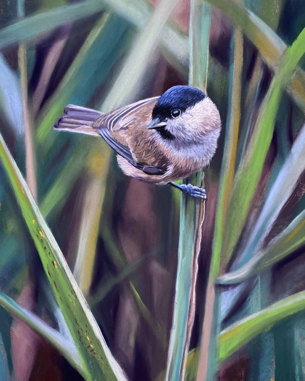 Soft pastel of willow tit on reeds