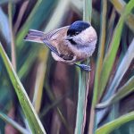 Soft pastel of willow tit on reeds