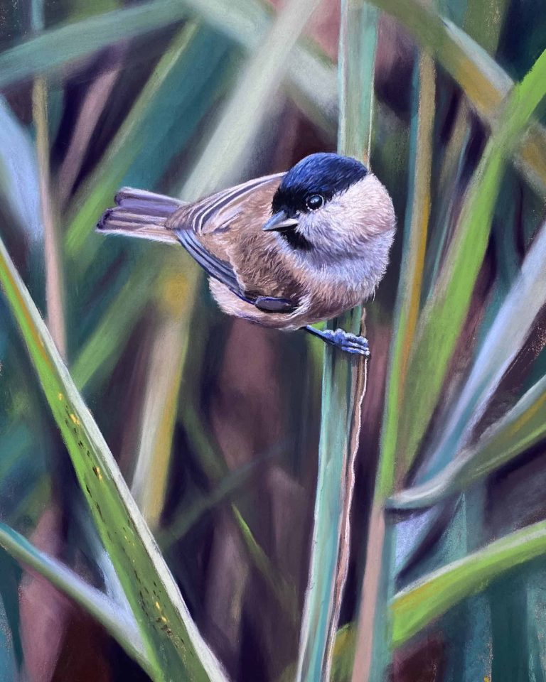 Soft pastel of willow tit on reeds